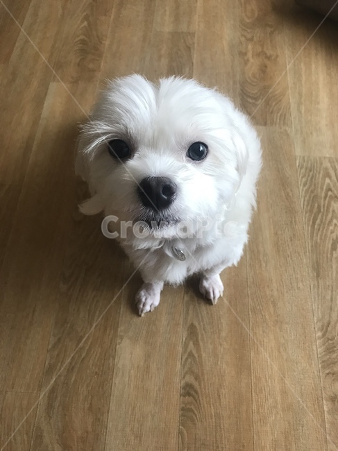 강아지,애완동물,귀여운,멍뭉미,애완견