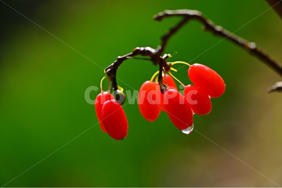plant,식물,food,음식,fruit,과일,산수유,열매,산수유열매,약용식물,건강식품,결실,빨강색,비,물방울,가을,과일,열매,fruit