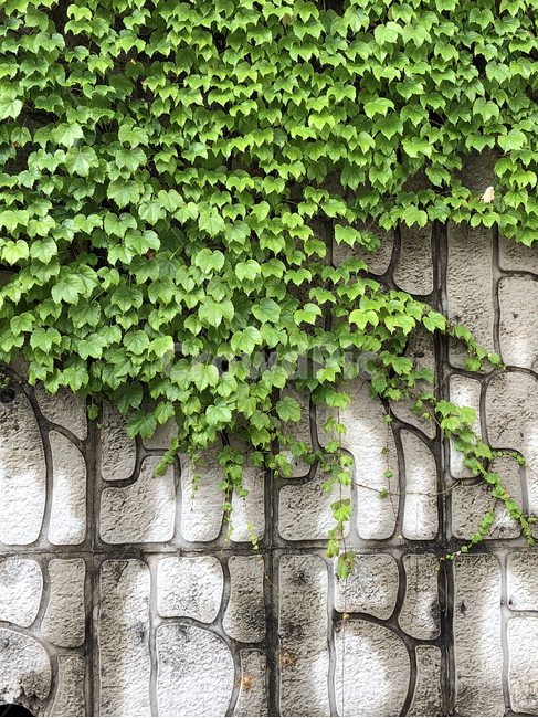담쟁이덩굴,덩굴,담쟁이,식물,담벼락,식물,자연,plants,nature