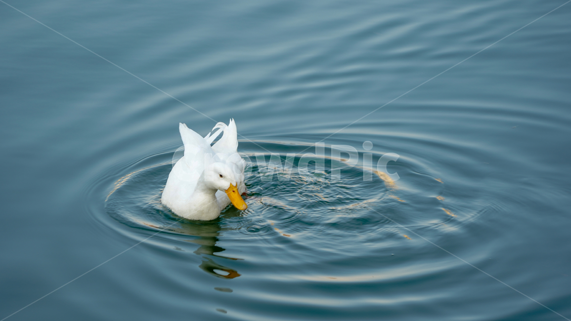 동물,오리,호수,animal,물,백조,꽥꽥,동물,animal,조류,새,birds