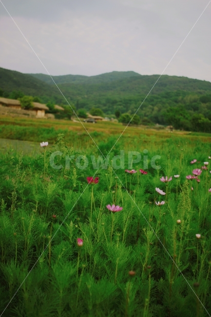 코스모스,민속마을,한옥,꽃,가을,외암리,외암리민속마을,가을꽃,가을,계절,fall,autumn,season,식물,자연,plants,nature,꽃,flower,시골,마을,풍경,landscape,country,rural,town,한국전통,한국문화,korean traditional,korean culture,grassland,목초지,field,들,outdoors,옥외,농촌,farm,농장