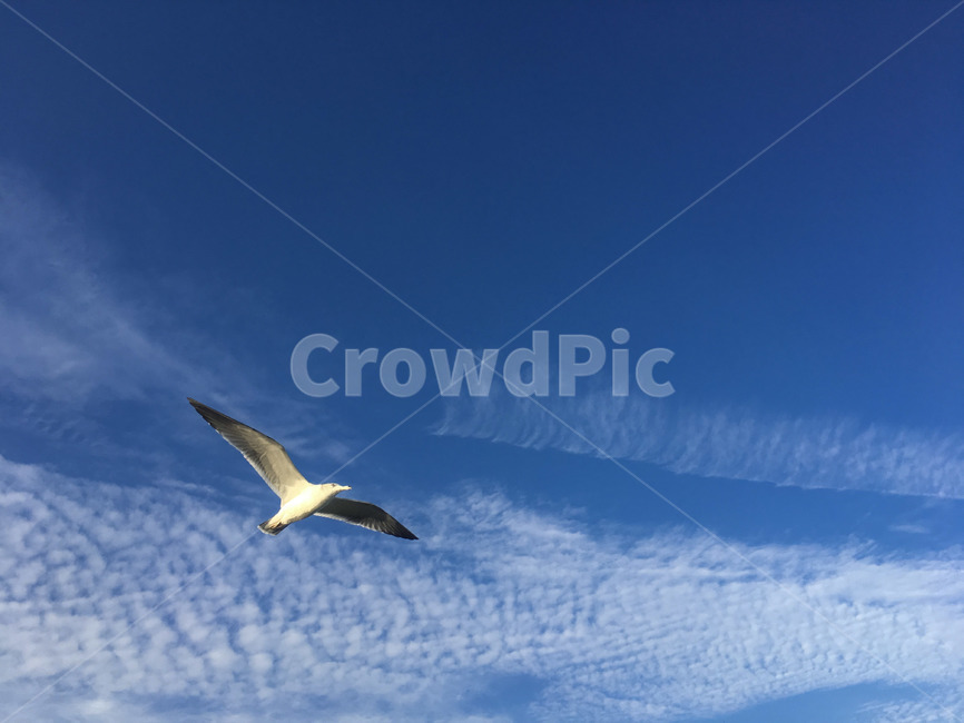 갈매기,하늘,새,자유,flying,bird,gull,바다,seagull,sky