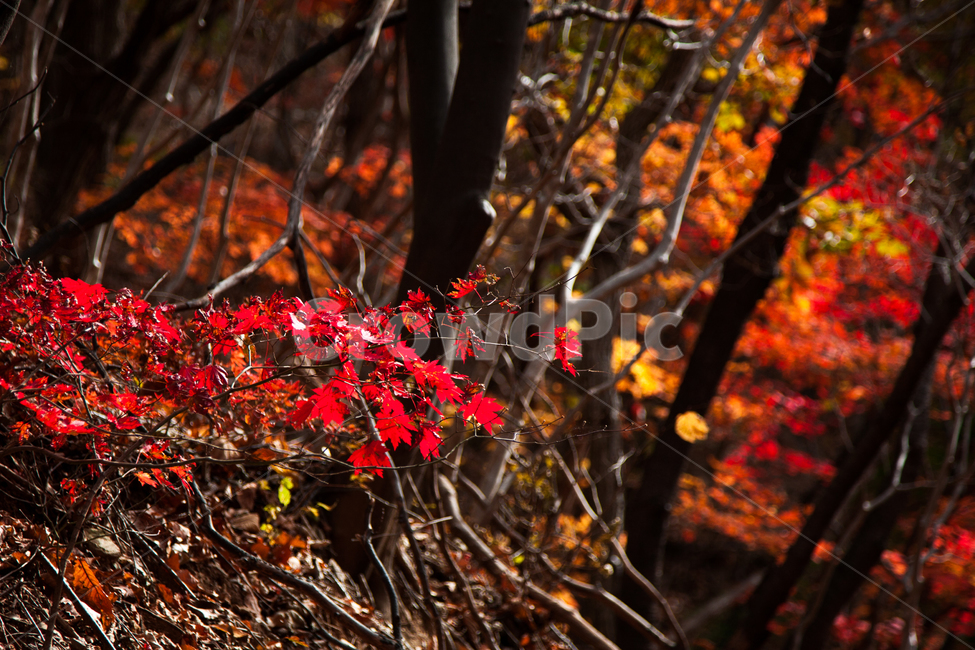 단풍,가을,경주,잎,나무,가을,계절,fall,autumn,season