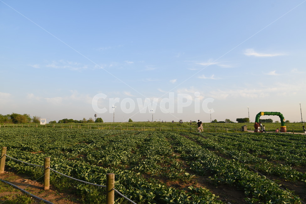 outdoors,옥외,자연,nature,하늘고원,자연,풍경,nature,landscape,rural,농촌,farm,농장,vineyard,포도원