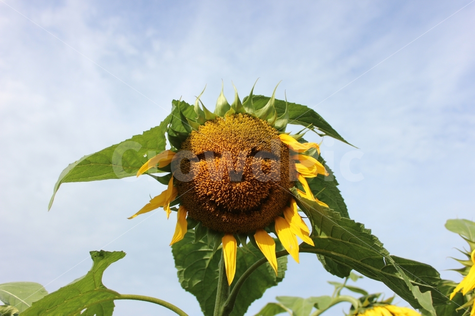 가을,추위,억새,하늘공원,억새축제,하늘,풍경,autumn,cool,tatch,silvergrass,scenery,landscape,cityscape,해바라기,sunflower,식물,자연,plants,nature,꽃,flower,감정표현,기분,feeling,emotion