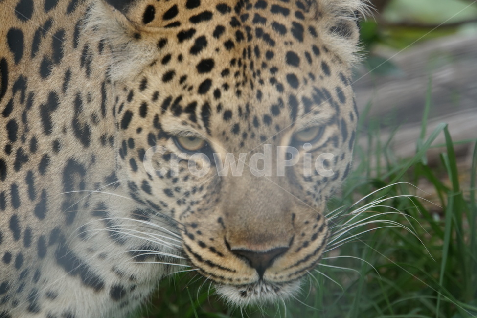 leopard,표범,panther,아프리카,africa,동물,animal,포유류,mammal