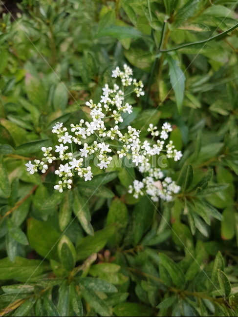 식물,들꽃,하얀색,흰꽃,초록잎,식물,자연,plants,nature,꽃,flower