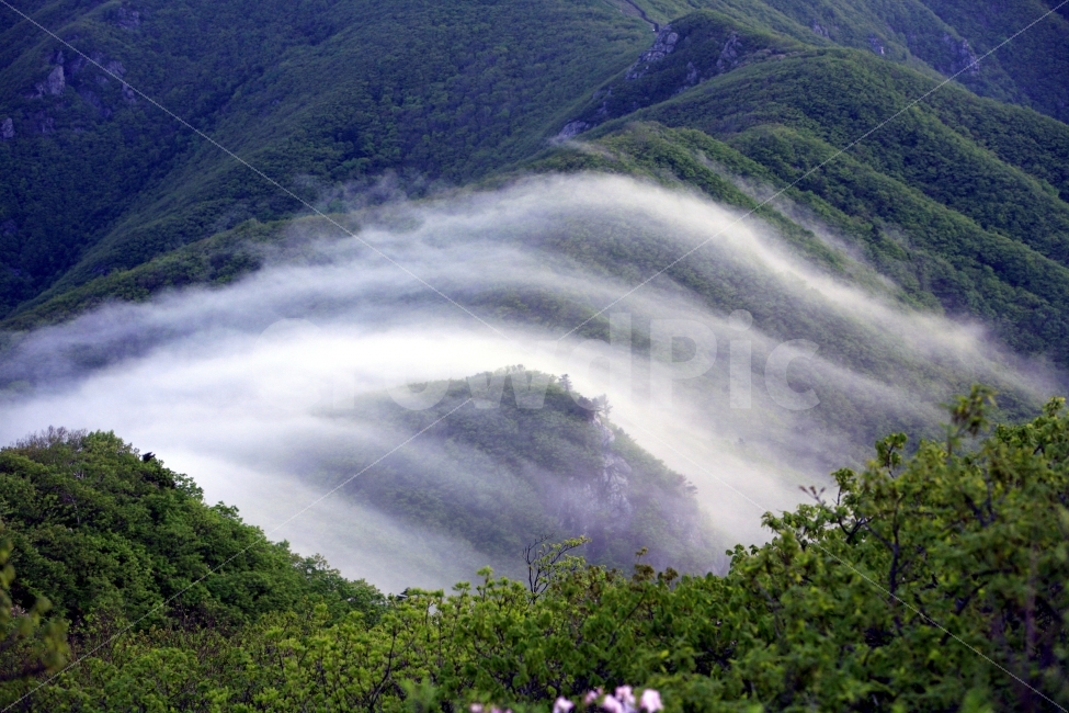 운해,소백산,새벽,장관,산등성이,산마루,풍경,등산,녹음,구름,이동,자연,풍경,nature,landscape