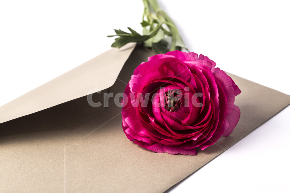 gift,cluster,memo,message,flower,fresh flowers,spring,spring flowers,envelope,plant,letter,purple,ranunculus,Wallpapers,One pink flower,stem