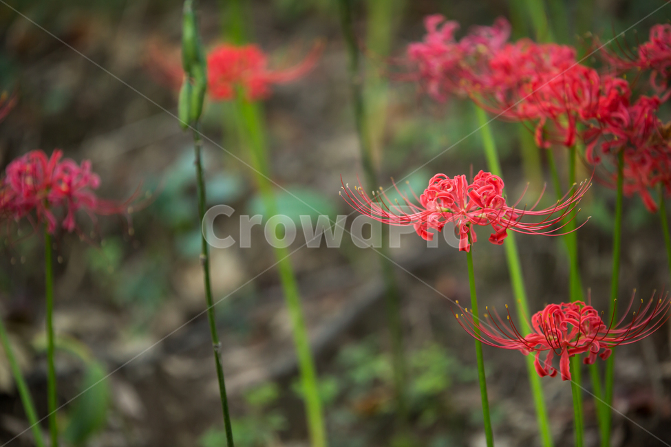 꽃무릇,plant,식물,flower,blossom,꽃,식물,자연,plants,nature,꽃,flower