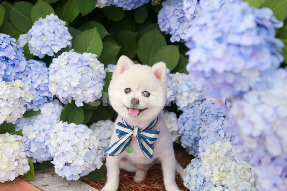 Geoje Hydrangea,Gaerin,puppy,hydrangea,Geoje Island Hydrangea,flower road,pet dog,Geoje Island,flower dog,smile