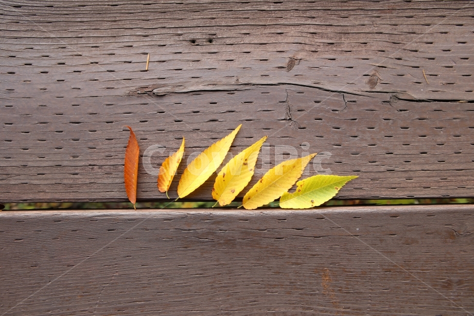 자연,나뭇잎,노랑,가을,숲,단풍,가을,계절,fall,autumn,season,식물,자연,plants,nature,plant,leaf,잎