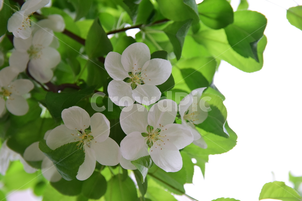 꽃,힌색,하늘배경,초록,나무,힌꽃,tree,플라워,flower,green,white,sky,plants,nature,식물,자연,꽃잎