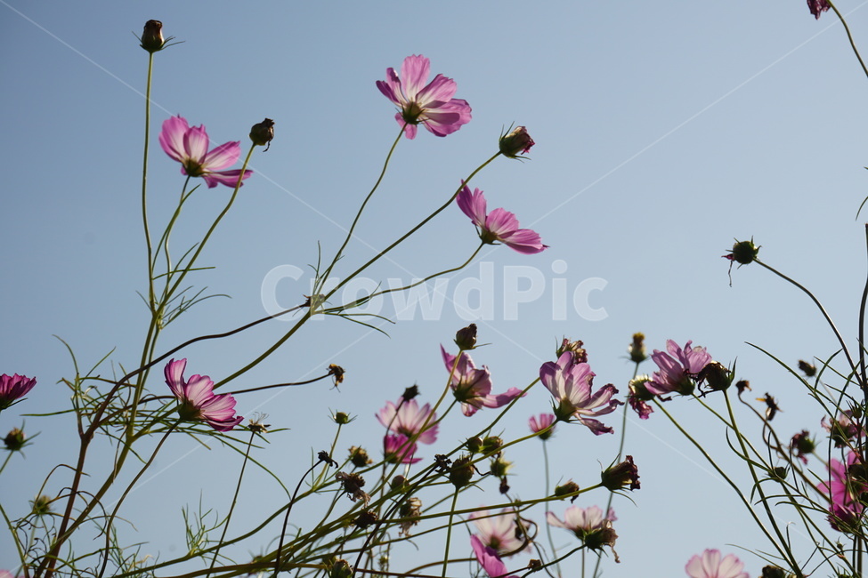 꽃잎,plant,blossom,꽃,코스모스,가을,flower,나들이,가을,계절,fall,autumn,season,식물,자연,plants,nature,꽃,flower,petal