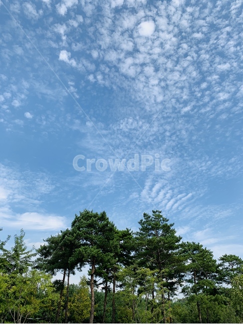 nature,자연,outdoors,옥외,tree,나무,plant,식물,하늘,구름,sky,cloud,풍경,landscape