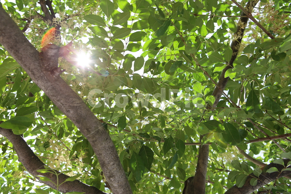 나무,나뭇잎,햇빛,leaf,shine,식물,자연,plants,nature,나무,trees,wood
