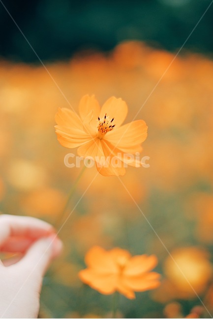 bokeh,yellow cosmos,autumn,Cosmos,Yunseul,flower