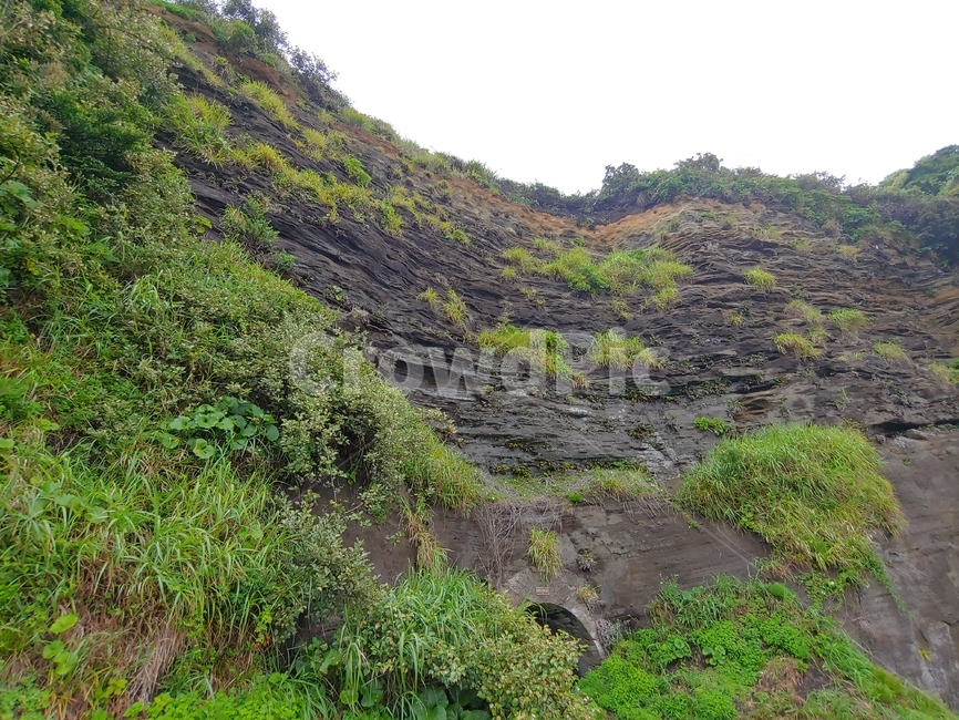 절벽,풀,습곡,들풀,야생초,plant,rock,cliff,shore,seaside