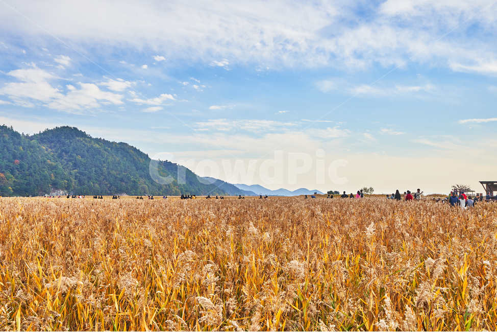 순천만습지,갈대,가을,자연,풍경,순천,순천만,갈대밭,하늘,산,가을,계절,fall,autumn,season,자연,풍경,nature,landscape