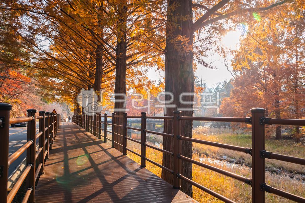 가을,autumn,메타세콰이어,숲길,가을숲,메타세콰이어숲