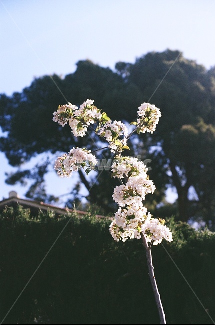 꽃,꽃나무,감성사진,풍경사진,봄,봄,계절,spring,season,식물,자연,plants,nature,꽃,flower,plant,blossom