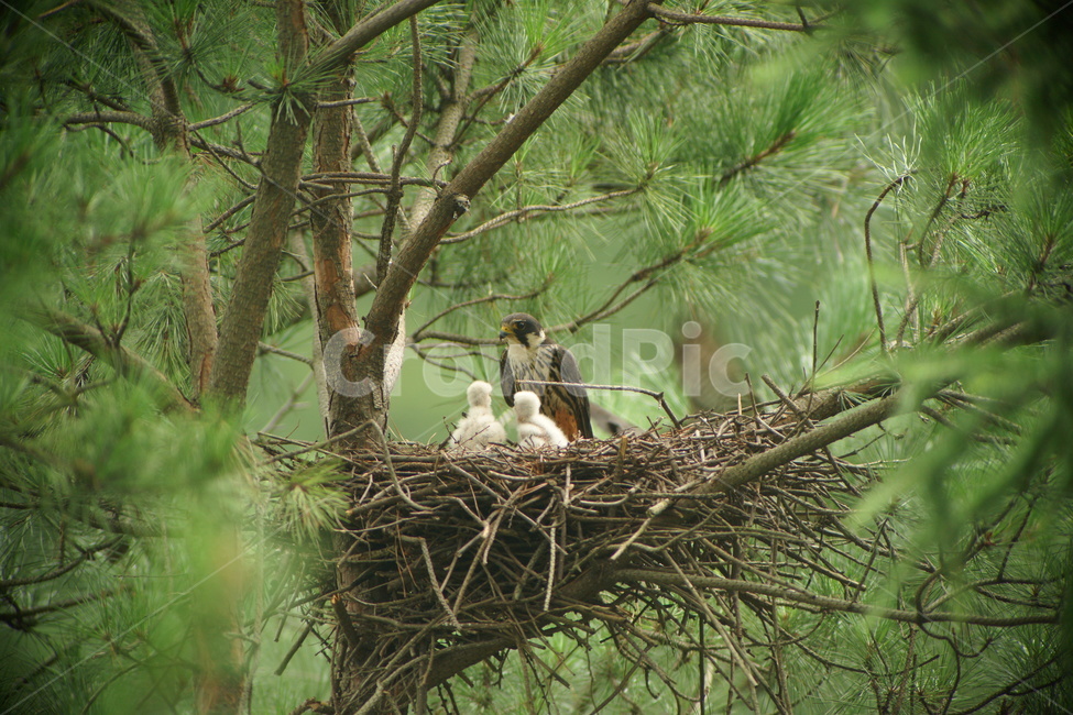 새홀리기,맹금류,둥지,가족,조류,동물,animal,조류,새,birds,가족,패밀리,family