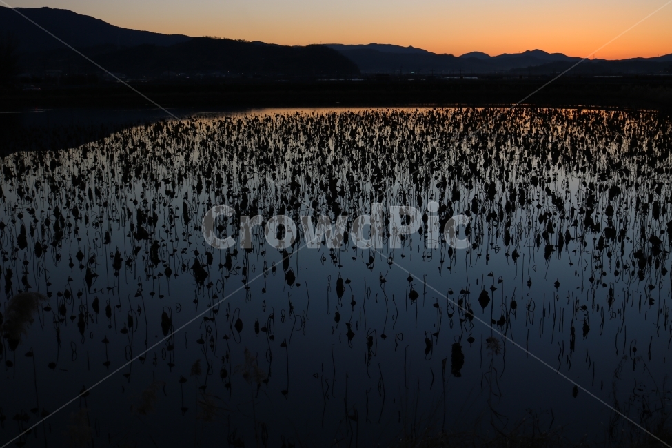 청도,해질녘,노을,연꽃,혼신지,자연,풍경,nature,landscape,outdoors,옥외,land,땅,water,물