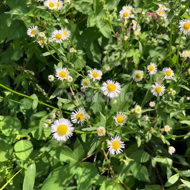 plant,식물,들꽃,blossom,daisy,daisies,데이지,flower,꽃,식물,자연,plants,nature,꽃,flower