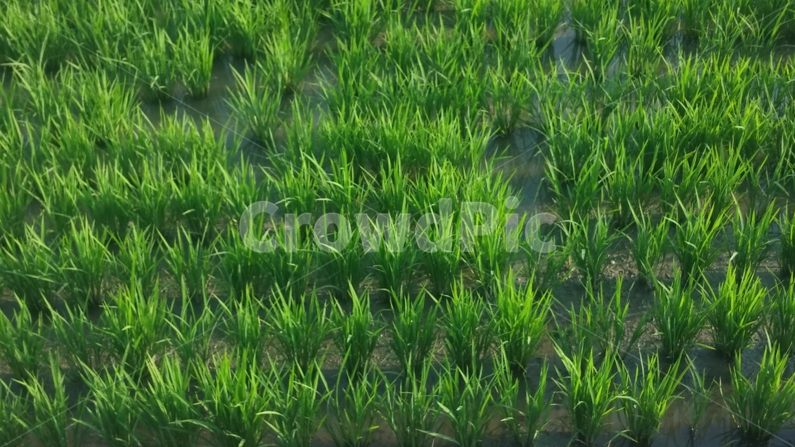 논,모,초록색,흙,모내기,농사,ricepaddy,green,greencolor,식물,plant,plantrice,riceplanting,soil,earth