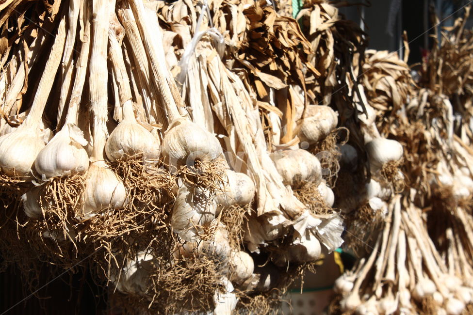 garlic,whole garlic,Garlic Harvest,vegetable,Garlic farming,Garlic cultivation