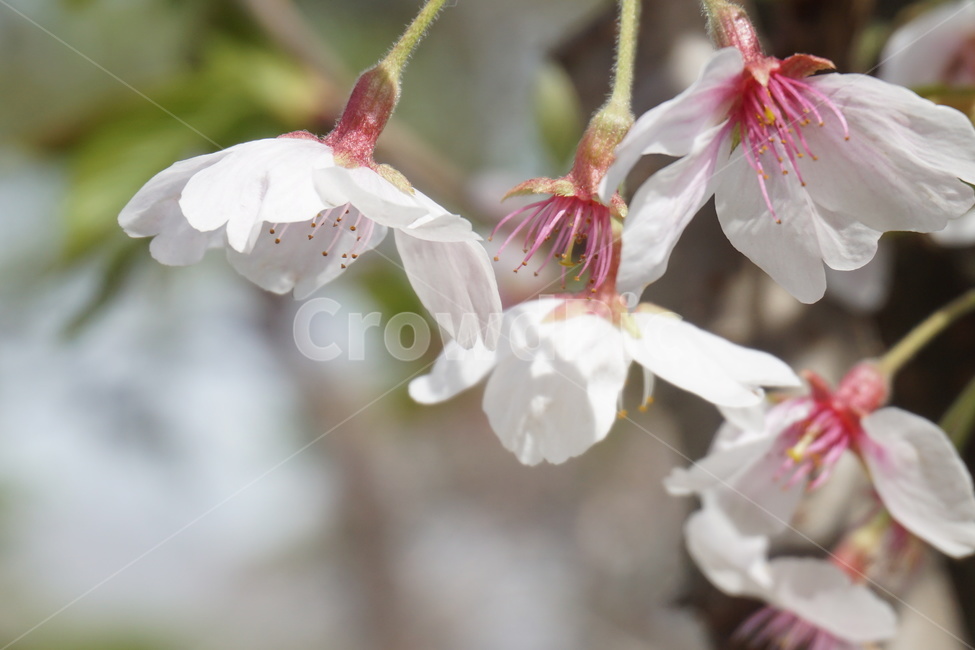 봄,벚꽃,꽃잎,4월,연분홍,흰색,녹색,봄,계절,spring,season,식물,자연,plants,nature,꽃,flower,plant
