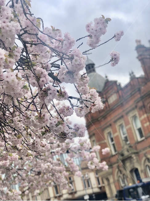 겹벚꽃,벚꽃,꽃,건물,자연,봄,계절,spring,season,plant,식물,blossom,flower