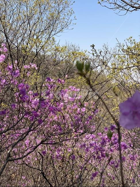 초봄,진달래꽃,봄꽃,진달래,핑크꽃,plant,식물,flower,꽃