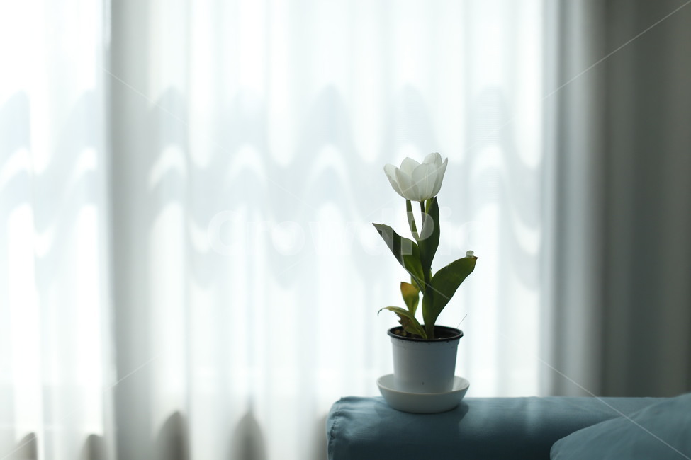 튤립,봄맞이,흰튤립,봄의시작,tulip,실내용화초,화분,화초,house plant