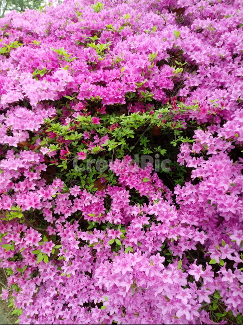 철쭉,smilerosebay,진달래과,식물,봄꽃,개꽃나무,springseasonflower,척촉화,낙엽관목,관상용