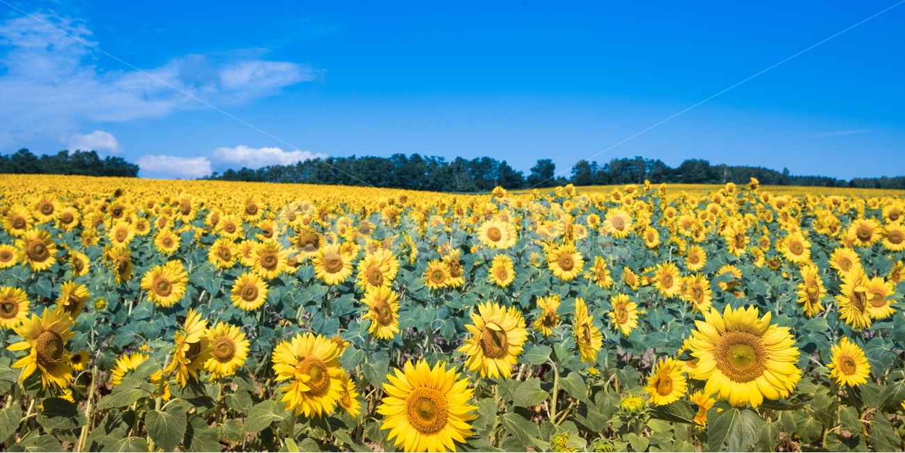 해바라기,해바라기꽃,선플라워,sunflower,꽃,flower,자연,풍경,nature,landscape,식물,plants,꽃,flower,plant