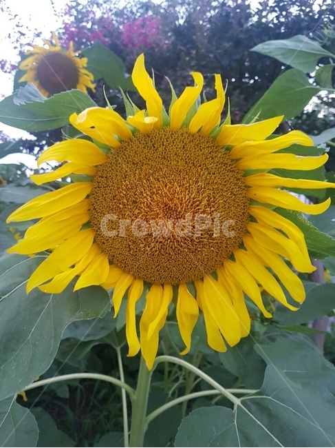 꽃,blossom,flower,plant,해바라기,식물