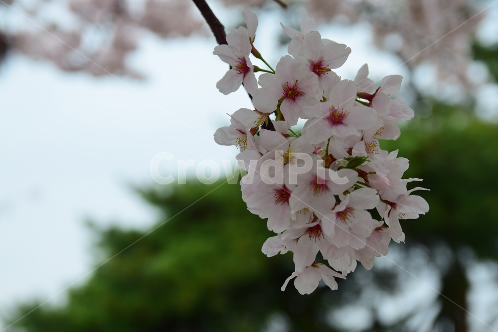 벚꽃,봄꽃,봄,꽃,벚꽃축제,사쿠라,자연,계절,spring,flower,힌꽃,벚꽃나무,벚꽃놀이,핑크,힌색,식물,자연,plants,nature,꽃,flower