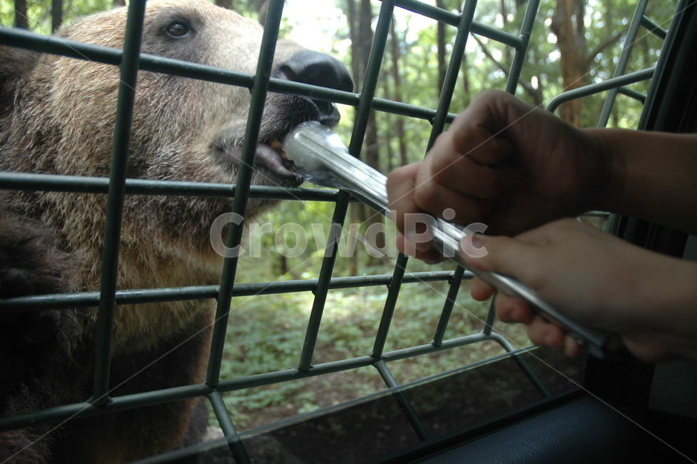 곰,사파리투어곰,맹수먹이체험,곰먹이주기,곰먹이체험,불곰,한국곰,갈색곰,위협적인곰,곰손바닥,입벌린곰