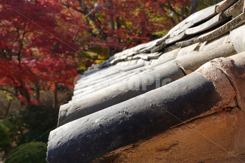 tile,tile fence,Bulguksa Temple,fence,Maple