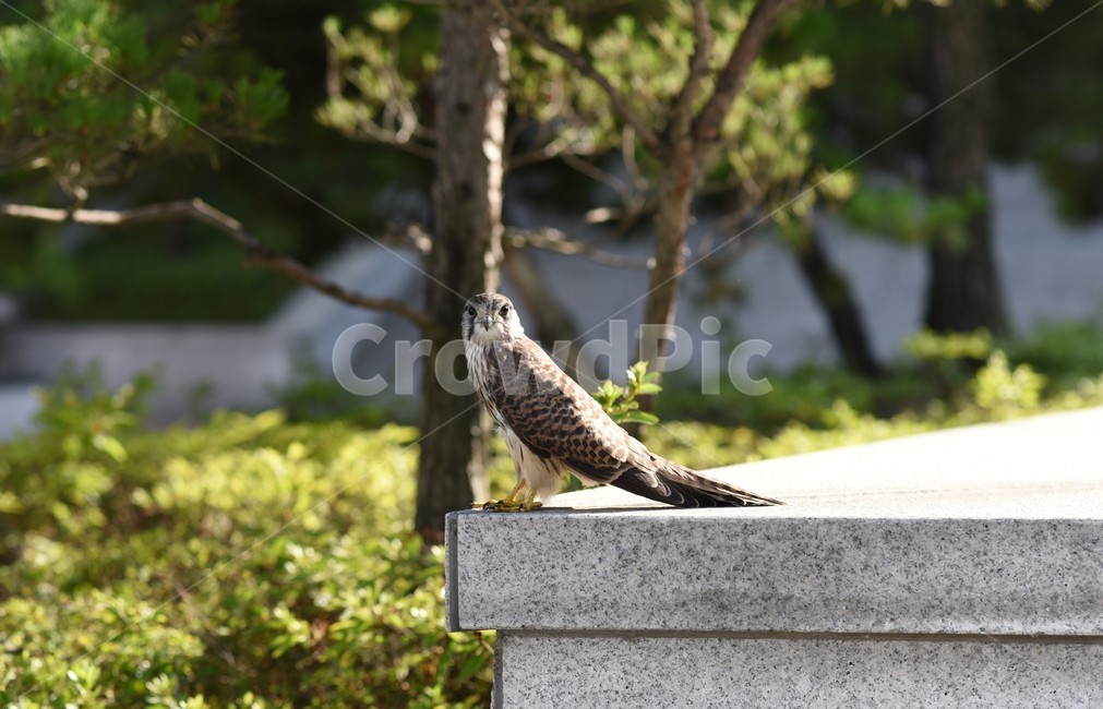 동물,새,매,황조롱이,bird,animal,kestrel,hawk,동물,animal,조류,새,birds