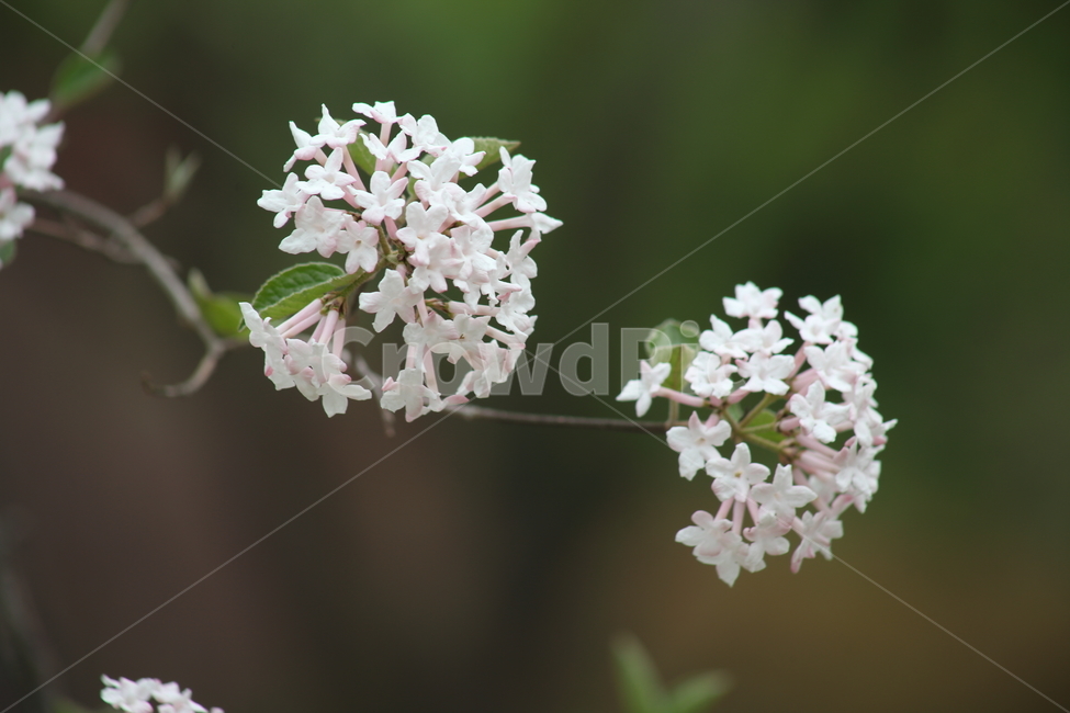 분꽃나무,분화목,봄,꽃,koreanspiceviburnum,식물,자연,plants,nature,꽃,flower