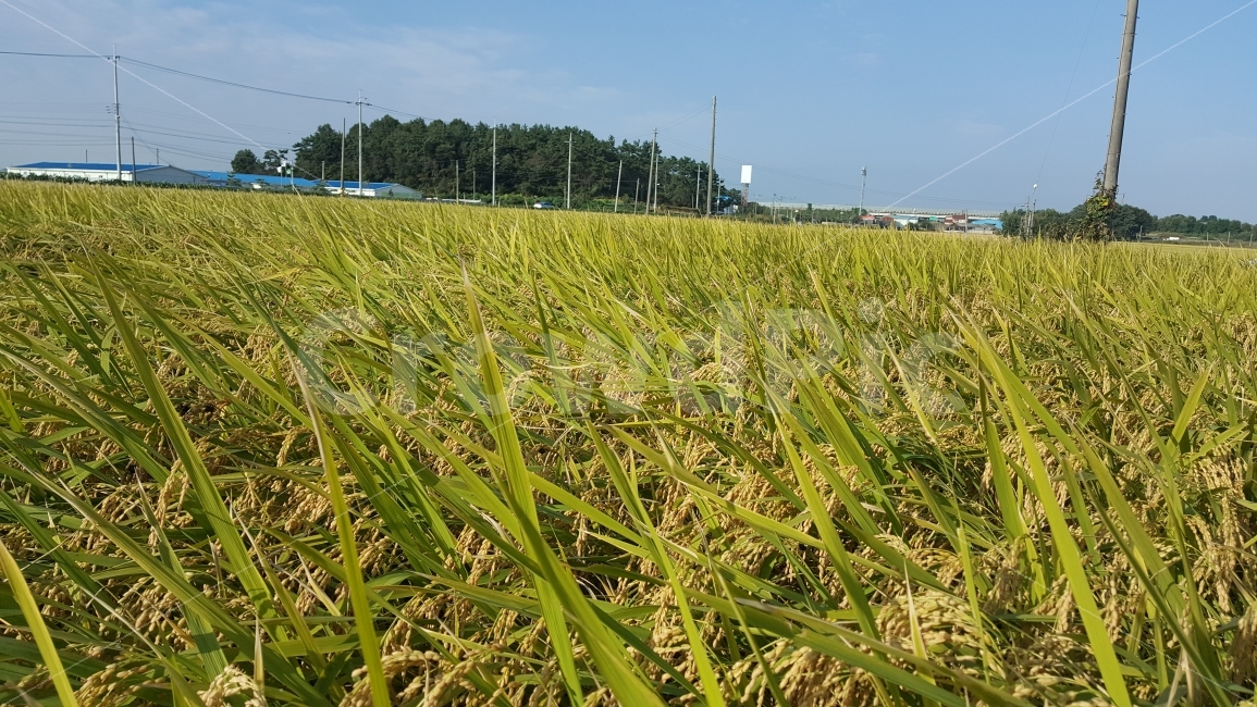 벼,벼이삭,추수,가을,곡식,농사,풍성함,시골,마을,풍경,landscape,country,rural,town