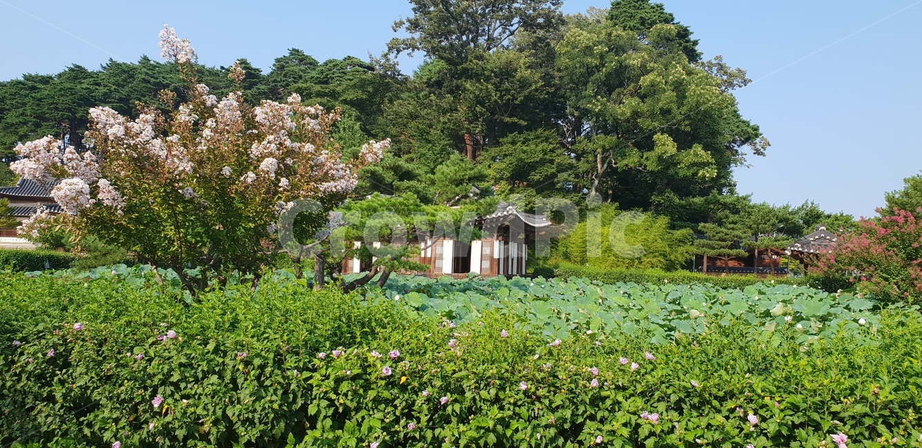 연꽃,연밭,전통,한옥,여름