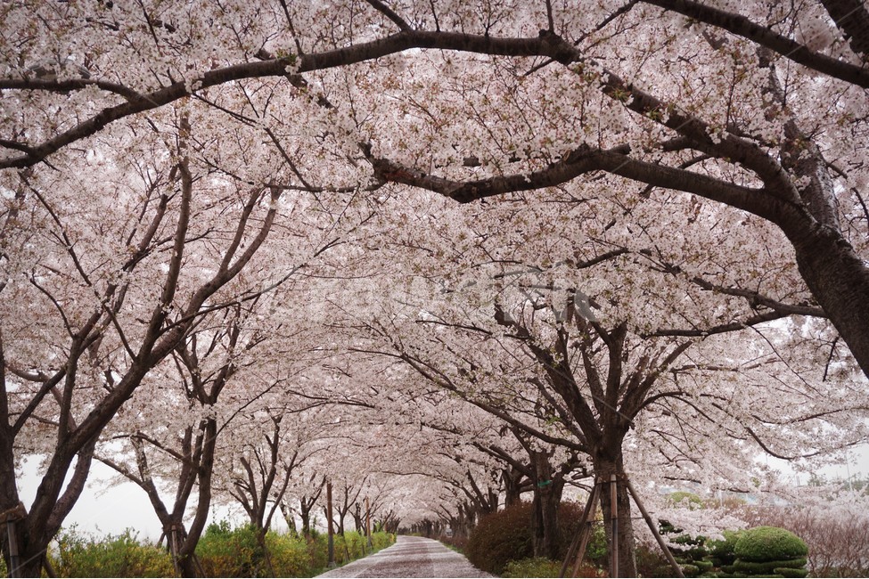벚꽃,벚꽃터널,감성,봄,체리블라썸,봄,계절,spring,season,자연,풍경,nature,landscape,식물,plants,나무,trees,wood,plant,flower,꽃,blossom,cherry blossom