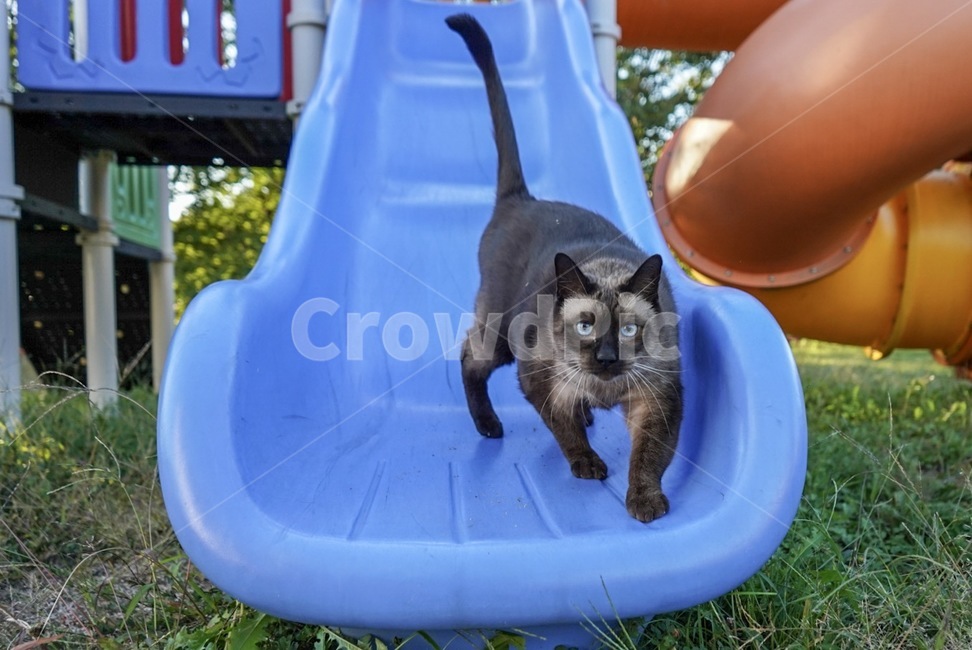 고양이,샴,샴고양이,siam,cat,미끄럼틀,동물,animal,포유류,mammal,고양이,cat,kitten,kitty