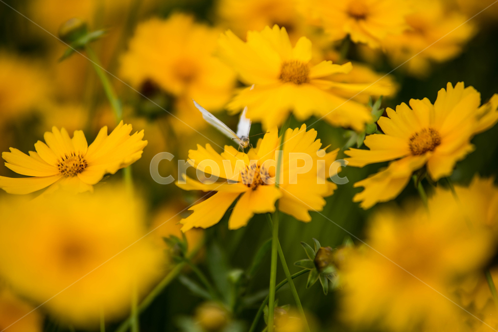 식물,plant,나비,insect,butterfly,금계국,꽃,꽃잎,blossom,flower,식물,자연,plants,nature,꽃,flower,동물,animal,곤충,벌레,insect,bug