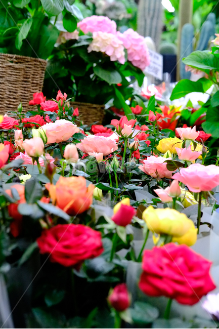 봄,꽃,동백,꽃사진,봄꽃,장미,봄,계절,spring,season,식물,자연,plants,nature,꽃,flower,blossom,rose,plant