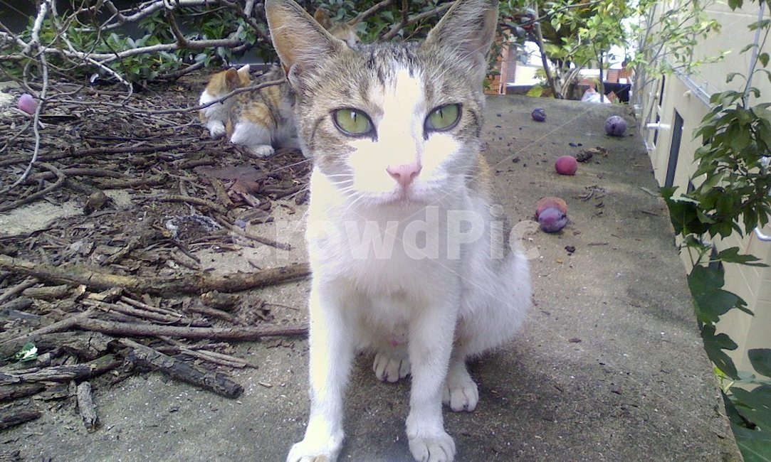 고양이,동물,새끼고양이,animal,cat,kitty,동물,animal,포유류,mammal,고양이,cat,kitten,kitty
