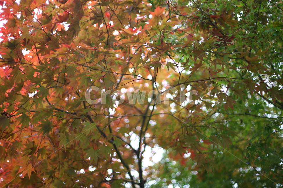 가을,낙엽,나무,풍경,fall,가을,계절,fall,autumn,season,식물,자연,plants,nature,나무,trees,wood,leaf,잎,plant,tree,maple,단풍
